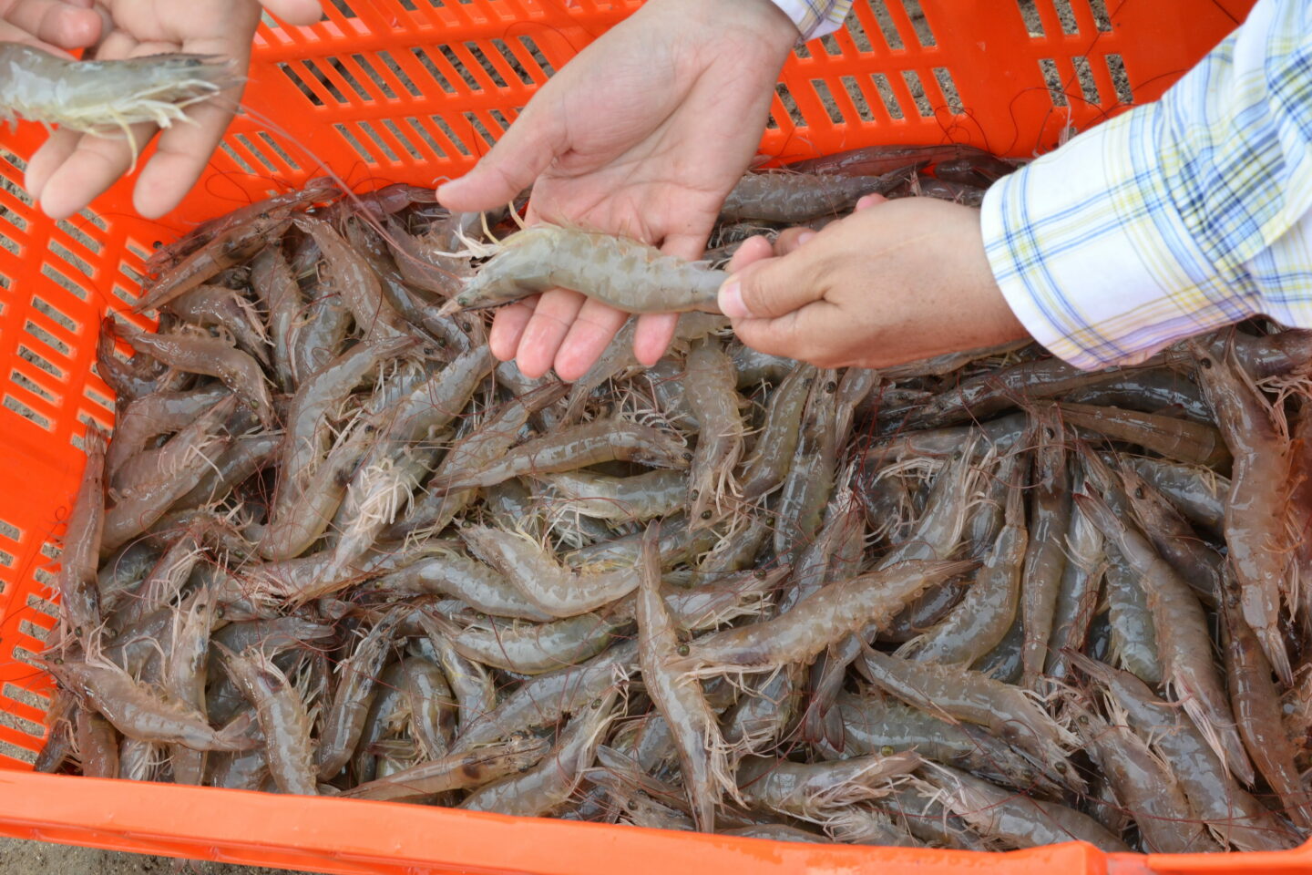 Pescadores advierten riesgo de prolongar la veda del camarón de estero