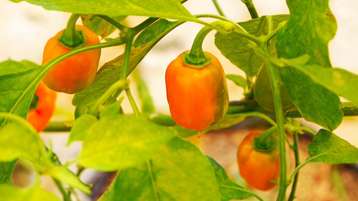 Logran ingresos de hasta 60 pesos por kilo de chile habanero