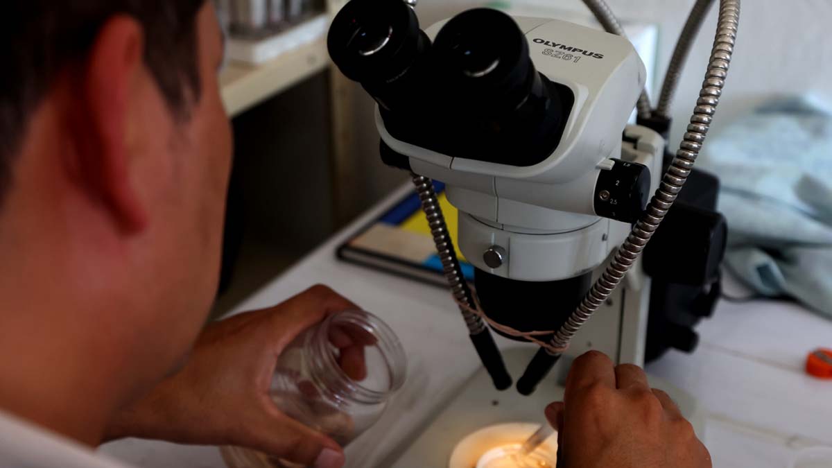 Disminuyen muertes por dengue en Nayarit durante 2025