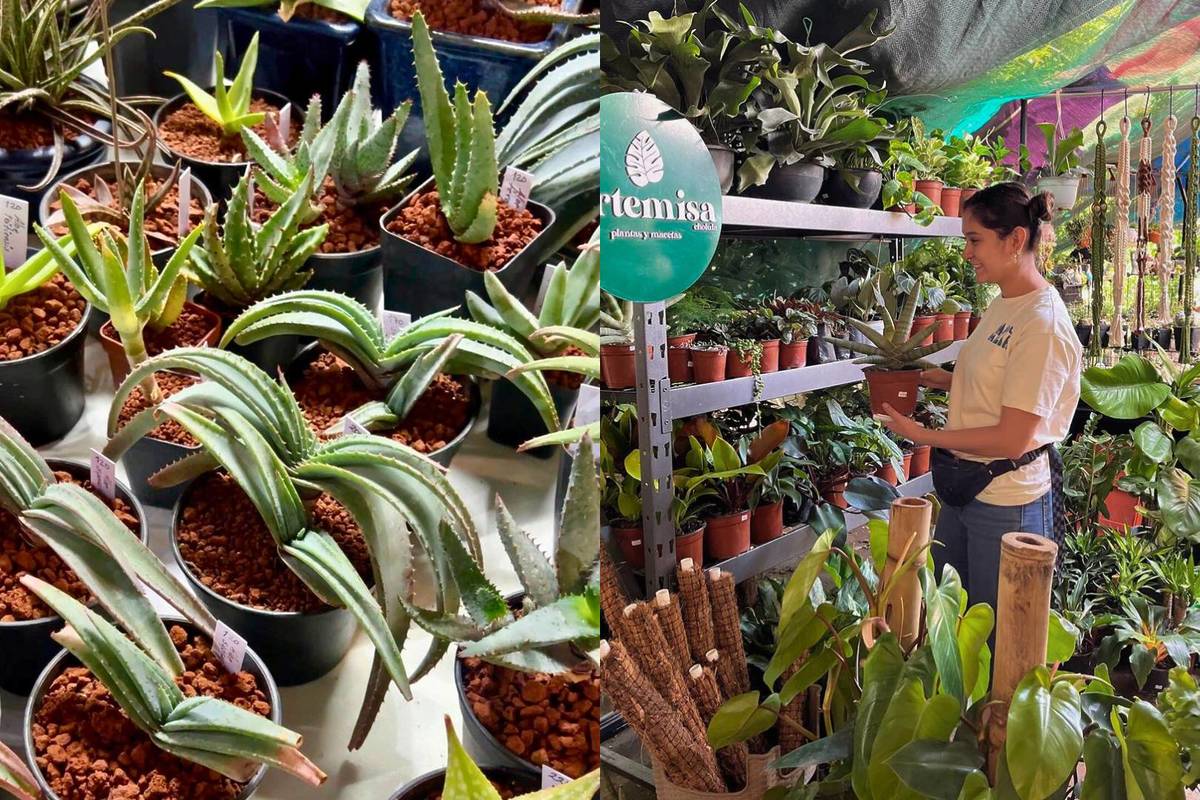 Descubre Plant Fest 2025 en Guadalajara: El Mercado de Plantas Imperdible